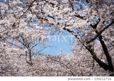 Close up of lush cherry blossoms blooming on branches in spring Close up of lush cherry blossoms blooming on branches in spring 139212716