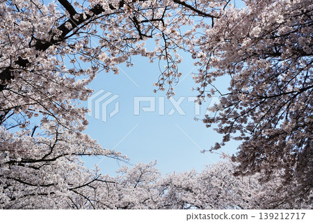 Close up of lush cherry blossoms blooming on branches in spring Close up of lush cherry blossoms blooming on branches in spring 139212717