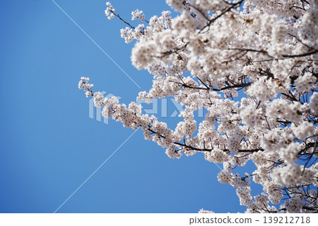 Close up of lush cherry blossoms blooming on branches in spring Close up of lush cherry blossoms blooming on branches in spring 139212718