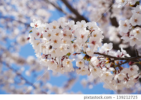 Close up of lush cherry blossoms blooming on branches in spring Close up of lush cherry blossoms blooming on branches in spring 139212725
