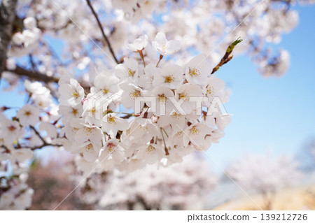 Close up of lush cherry blossoms blooming on branches in spring Close up of lush cherry blossoms blooming on branches in spring 139212726
