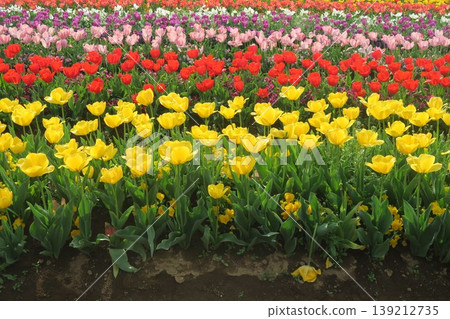 Yellow tulips blooming in the flowerbeds of Akebonoyama Agricultural Park 139212735