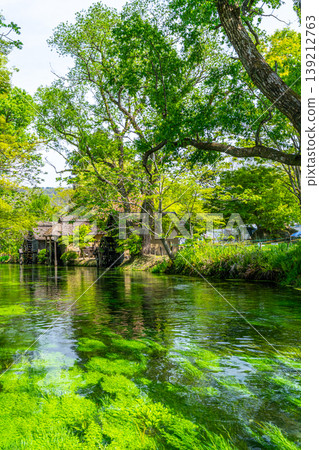 Scenery of Daio Wasabi Farm @ Azumino Scenery of Daio Wasabi Farm @ Azumino 139212763
