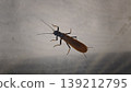 Adult stoneflies perched on the netting of a greenhouse. 139212795