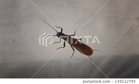 Adult stoneflies perched on the netting of a greenhouse. Adult stoneflies perched on the netting of a greenhouse. 139212795