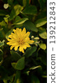 Close-up of yellow wildflowers blooming around a field. 139212843