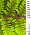 A close-up of a fern leaf with a beautiful purplish-brown leaf stalk. 139212886