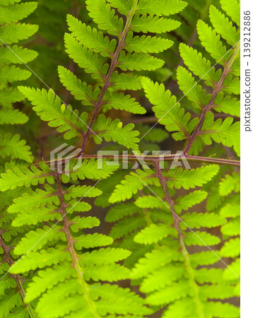 A close-up of a fern leaf with a beautiful purplish-brown leaf stalk. 139212886