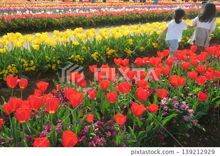 Sisters walking through a tulip field 139212929