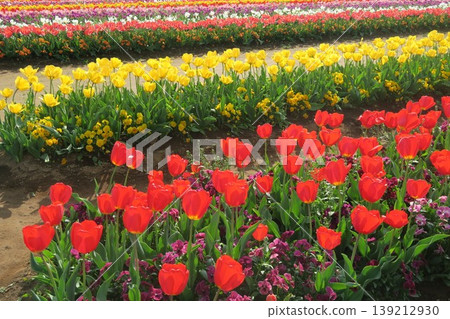 Experience colorful tulip fields at Akebonoyama Agricultural Park. 139212930