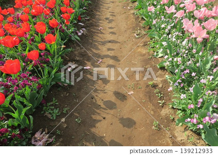 Tulip fields and shadows at Akebonoyama Agricultural Park Tulip fields and shadows at Akebonoyama Agricultural Park 139212933