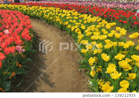 The tulip fields at Akebonoyama Agricultural Park are beautifully curved. 139212935