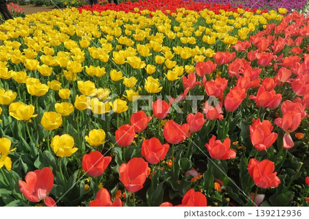 Colorful tulip fields at Akebonoyama Agricultural Park 139212936