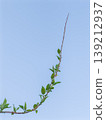 New shoots of Deutzia reaching towards the blue sky 139212937