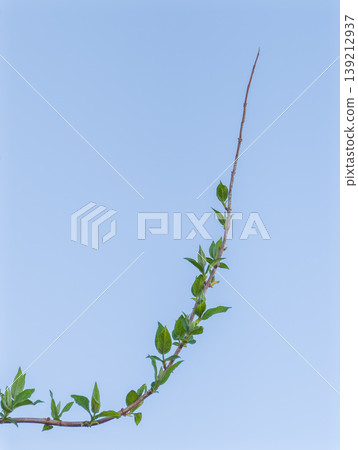 New shoots of Deutzia reaching towards the blue sky 139212937