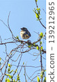 A European Greenfinch perched on a branch against the backdrop of a spring blue sky. 139212965