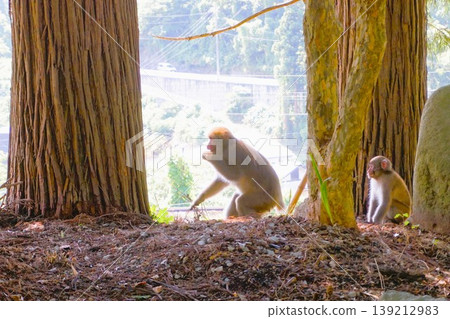Japanese macaque parent and child, Japanese monkey, mountain temple, founder's hall, sutra hall, Hojusan Asogawain Risshakuji Temple, Risshakuji Temple Japanese macaque parent and child, Japanese monkey, mountain temple, founder's hall, sutra hall, Hojusan Asogawain Risshakuji Temple, Risshakuji Temple 139212983