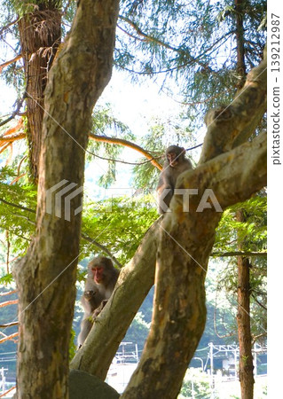 日本獼猴母子,日本猴子,山寺,創始人殿,經殿,法壽山阿佐川院立石寺,立石寺 日本獼猴母子,日本猴子,山寺,創始人殿,經殿,法壽山阿佐川院立石寺,立石寺 139212987