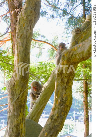 日本獼猴母子,日本猴子,山寺,創始人殿,經殿,法壽山阿佐川院立石寺,立石寺 日本獼猴母子,日本猴子,山寺,創始人殿,經殿,法壽山阿佐川院立石寺,立石寺 139212988
