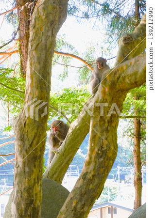 Japanese macaque parent and child, Japanese monkey, mountain temple, founder's hall, sutra hall, Hojusan Asogawain Risshakuji Temple, Risshakuji Temple Japanese macaque parent and child, Japanese monkey, mountain temple, founder's hall, sutra hall, Hojusan Asogawain Risshakuji Temple, Risshakuji Temple 139212990