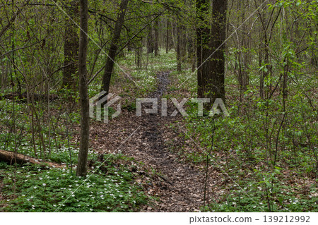 A windy spring forest path 139212992