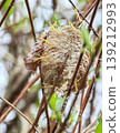 A swarm of praying mantis larvae hatching from an egg case. 139212993