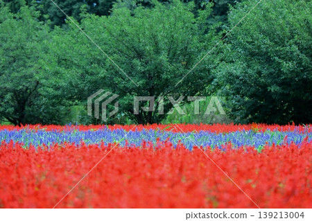 埼玉縣大宮花之丘農業公園，一片紅色的鼠尾草田與成排的迷迭香交錯生長。 139213004