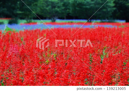 A field of bright red salvia and rosemary at Omiya Hana-no-Oka Agricultural Park, Saitama Prefecture. A field of bright red salvia and rosemary at Omiya Hana-no-Oka Agricultural Park, Saitama Prefecture. 139213005