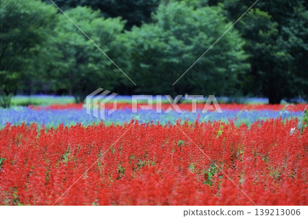 A meadow of red salvia flowers and rosemary at Omiya Hana-no-Oka Agricultural Park, Saitama Prefecture. A meadow of red salvia flowers and rosemary at Omiya Hana-no-Oka Agricultural Park, Saitama Prefecture. 139213006