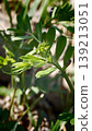 Close-up of the buds and new shoots of the common vetch. 139213051