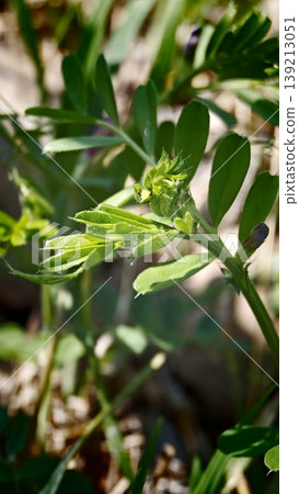 Close-up of the buds and new shoots of the common vetch. Close-up of the buds and new shoots of the common vetch. 139213051