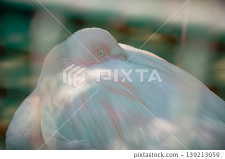 I thought the flamingo was sleeping, but it wasn't. I thought the flamingo was sleeping, but it wasn't. 139213059
