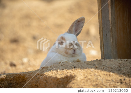 A rabbit relaxing with one ear folded down. A rabbit relaxing with one ear folded down. 139213060
