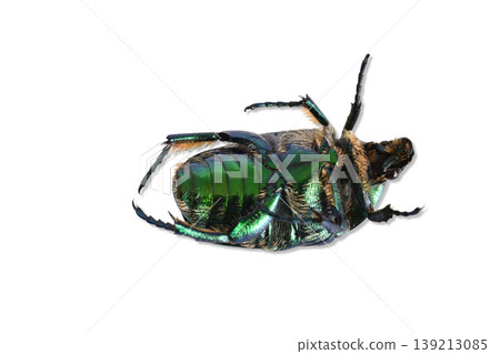 A golden bronze beetle, a beetle of the lamellicorn family, lies on its back. 139213085