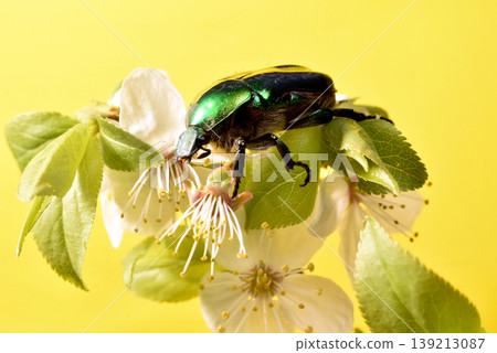 The image shows a golden bronze beetle, a beetle of the lamellicorn family. 139213087