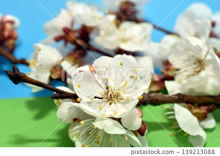 Flowering branch of apricot tree. 139213088