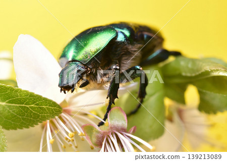 The image shows a golden bronze beetle, a beetle of the lamellicorn family. 139213089