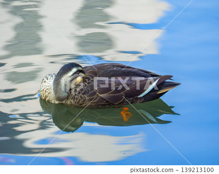 A mallard duck rests on the water's surface, curled up with its face buried in its back (Bunkyo Ward, Tokyo). 139213100