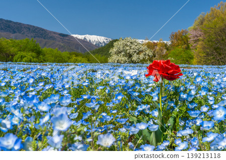 Nemophila fields at the foot of the Northern Alps, Azumino Park [Azumino City, Nagano Prefecture] 139213118