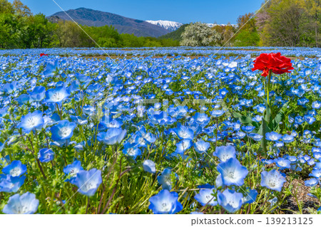 Nemophila fields at the foot of the Northern Alps, Azumino Park [Azumino City, Nagano Prefecture] 139213125