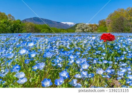 Nemophila fields at the foot of the Northern Alps, Azumino Park [Azumino City, Nagano Prefecture] 139213135
