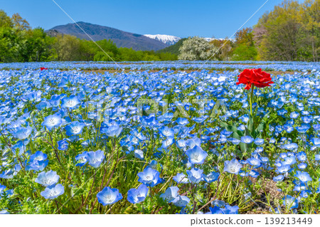 Nemophila fields and the Northern Alps at Azumino Park [Azumino City, Nagano Prefecture] 139213449