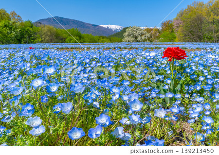 Nemophila fields and the Northern Alps at Azumino Park [Azumino City, Nagano Prefecture] 139213450
