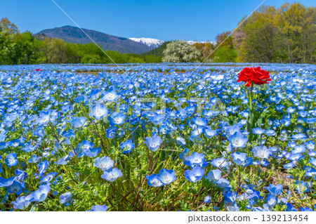 Nemophila fields and the Northern Alps at Azumino Park [Azumino City, Nagano Prefecture] 139213454