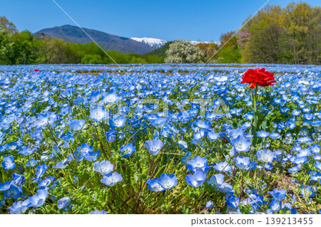Nemophila fields and the Alps at Azumino Park [Azumino City, Nagano Prefecture] 139213455
