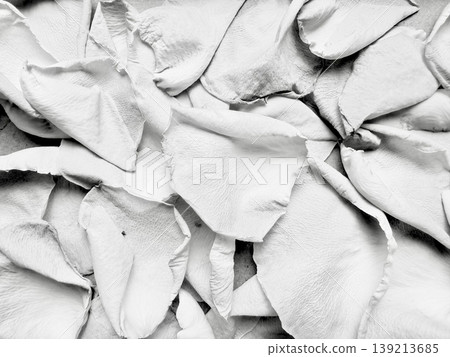 ethereal white rose petals scattered in monochrome closeup capturing fragile beauty and melancholic serenity on subtle textured surface ethereal white rose petals scattered in monochrome closeup capturing fragile beauty and melancholic serenity on subtle textured surface 139213685