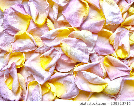 vibrant pink yellow rose petals softly scattered in delicate pastel heap evoking romantic serenity and floral elegance closeup vibrant pink yellow rose petals softly scattered in delicate pastel heap evoking romantic serenity and floral elegance closeup 139213715