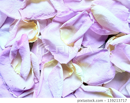 scattered pink rose petals with subtle yellow gradients in macro view on soft pastel backdrop evoking tender romantic serenity 139213717