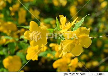 Japanese kerria (Rosaceae family), Genus Kerria, Subfamily Prunoideae 139213806