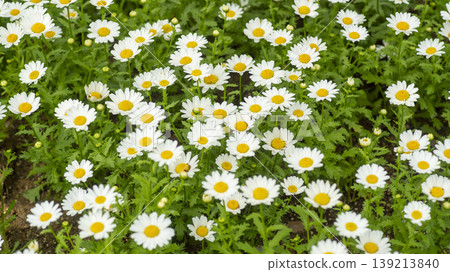 Goyang International Flower Exhibition Goyang International Flower Exhibition 139213840